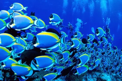 Fish In Deep Blue Sea Wallpapers