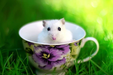 Teacup Wallpapers   Wallpapers Cave