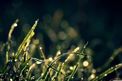 Download Morning Dew In Sunlight Wallpapers   Wallpapers Widest