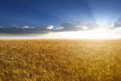 1024x768 Grape Hill In Sunlight Desktop PC And Mac Wallpapers