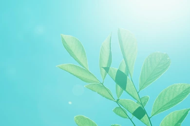 Free Sunlight Wallpapers