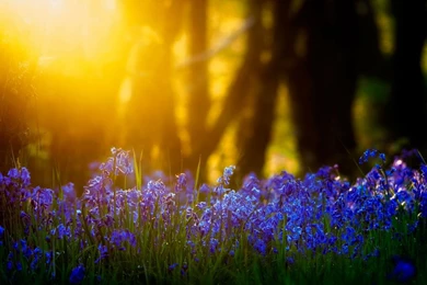 Blue Flowers Sunlight Wallpapers