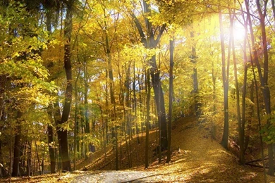 November 27, 2015 ~ Sunlight, Landscape Image Galleries