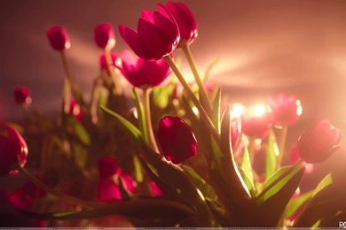 Vibrant Red Tulips In SunLight Wallpapers