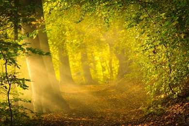 Morning Sunlight Wallpapers   Wallpaper.