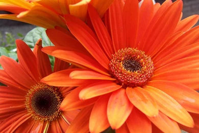 30+ Awesome Spring Flowers Wallpapers