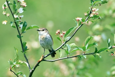 Wallpapers Wednesday – Spring Is In The Air