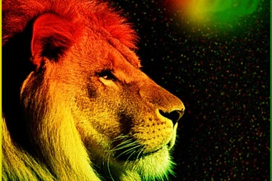 Rasta Lion Desktop Backgrounds   Wallpaper.