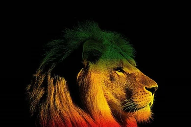 Reggae Lion Wallpapers Hd