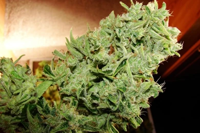 NorCal Daddy's Girl Manicured Bud Photo By The_image_reaper ...