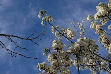 Images, Norcal, Blue, Might (