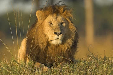 African Lion Wallpapers In HD
