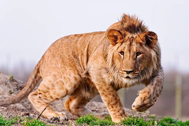 African Big Lion Wallpapers For Desktop In 1080p High Quality