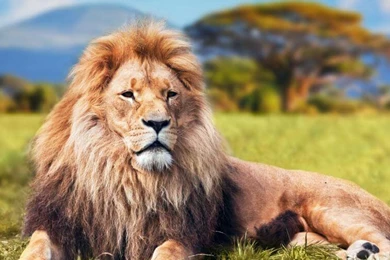 African Lion Safari Close up 4K Wallpapers