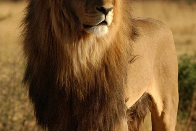 African Lion Iphone 6 Wallpapers