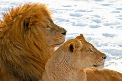 Beautiful Dangerous African Lion HD Wallpapers Free