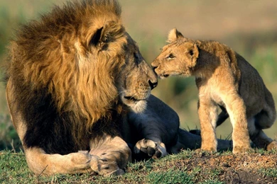 Hd Wallpapers Graphic: Indian Lion And African Lion And White Loin ...
