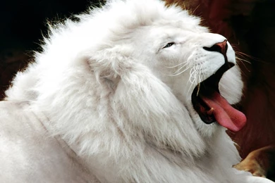 White lion animal wallpapers hd free for you