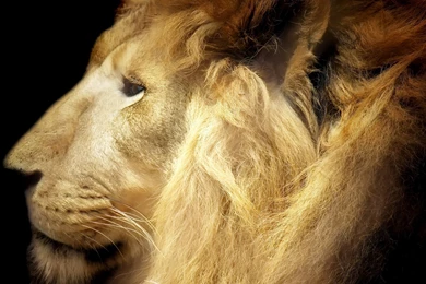 Desktop Hd Photos Of African Lions 3d Hd Pictures.
