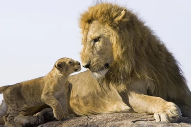 Pictures Of Baby Lions   All Wallpapers New