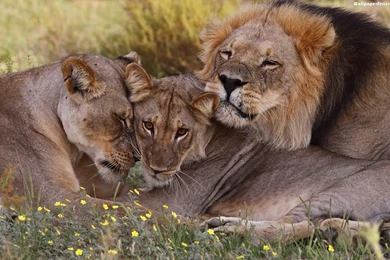 African Lion Picture Wallpapers