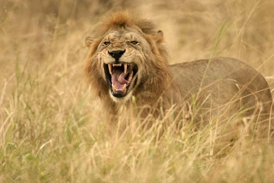 African Lion Facts And Latest Pictures 2013