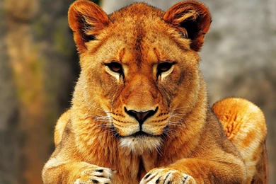 African Lion « Fightlikecatsanddogs