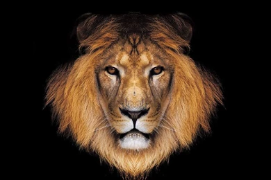 Santa Banta Lion Wallpapers Hd