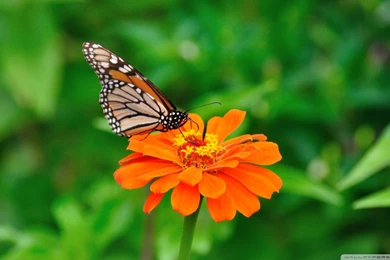 Santa Banta Nature Wallpapers   Desktop Backgrounds