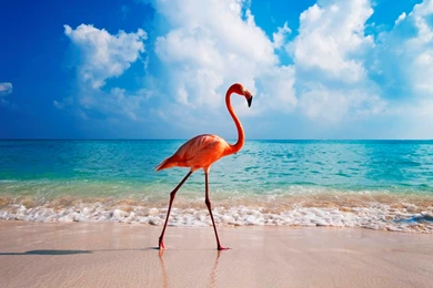High Quality Flamingo Wallpapers