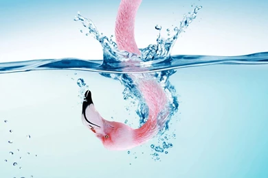 Great Flamingo Wallpapers