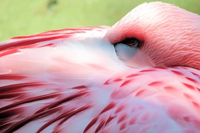 139 Flamingo HD Wallpapers