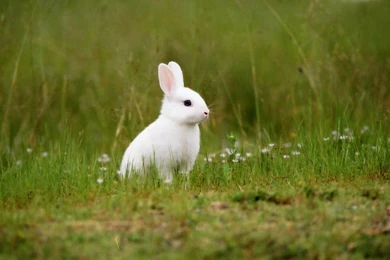 Pet Rabbit Wallpapers 18, HD Desktop Wallpapers