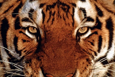 Latest Angry Birds Tiger Eyes Animals And Stock Wallpaper, HQ ...