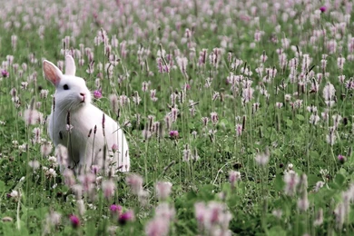 Rabbit Wallpapers Hd Wallpapers ›› Page 0