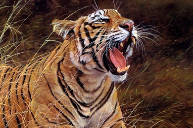 Tiger HD Wallpapers Free Download In 1080p