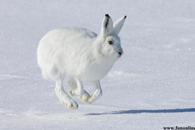 Rabbit Wallpapers, Download Free Cute Baby Rabbits HD Wallpapers 5 ...