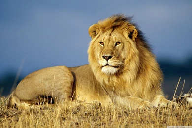 Lion And Tiger Wallpapers   Widescreen HD Wallpapers