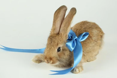 The Top 10 Rabbit Wallpapers In The World   Bunny Box