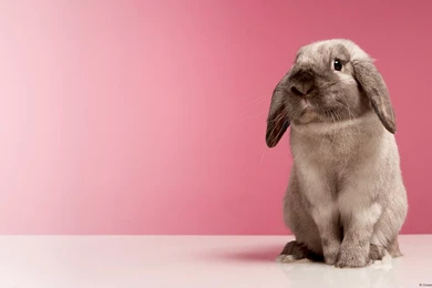 Funny Pictures Of Animals: Funny Rabbit Wallpapers