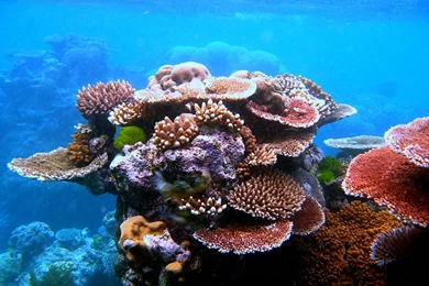 Beyond Gorgeous: Great Barrier Reef (46 PICS)
