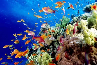 1200x800px » Great Barrier Reef Wallpapers