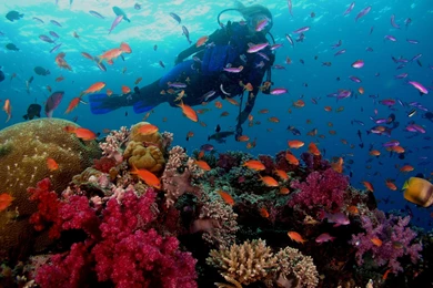 Scuba Diving At Great Barrier Reef Wallpapers