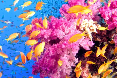 The Great Barrier Reef Tourism Queensland Australia