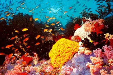 Alan Fincher: Great Barrier Reef High Quality Wallpapers