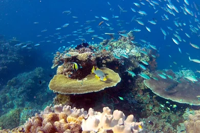 Diving   Great Barrier Reef   YouTube