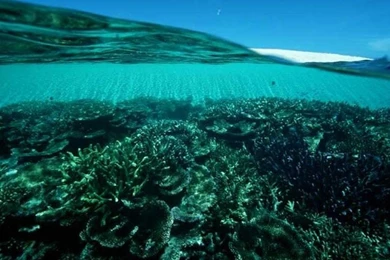 GREAT BARRIER REEF QLD WALLPAPER   (