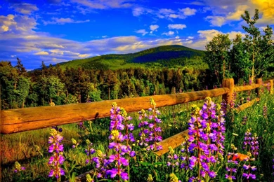 LANDSCAPE WALLPAPER   (