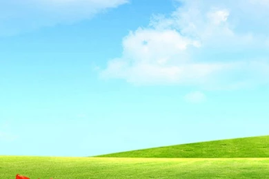 Beautiful Flowers Landscape iPhone 6 Wallpapers