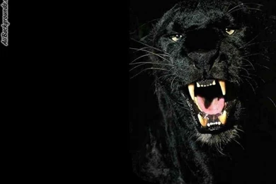 Black Panther Backgrounds   Twitter & Myspace Backgrounds